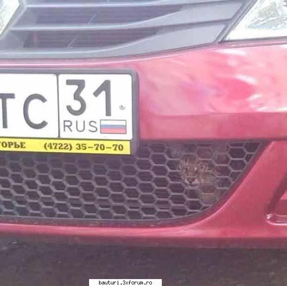 Gaseste pisica! - In masina. Se vede ceva prin parbriz. da :) - Discutii libere