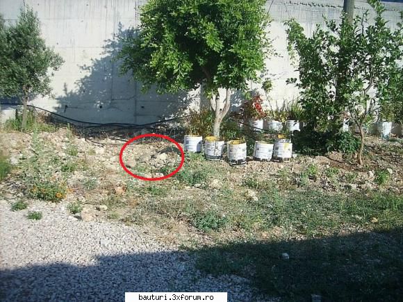 Gaseste pisica! - SineNomine - Discutii libere