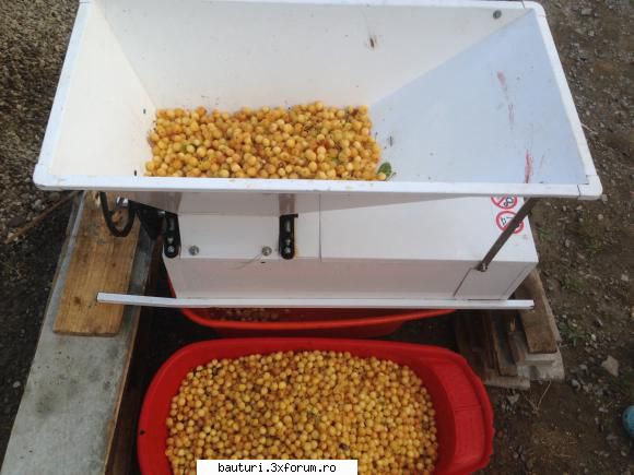 Reteta compot de cirese ,metoda prin fermentare :) - reteta e simpla : am cules 50 kg - Bauturi distilate