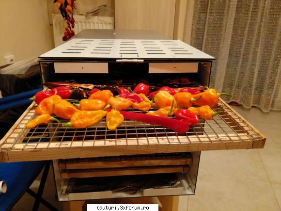 Uscator fructe - Aici am niste ardei Habanero Orange, Naga Morich - Discutii libere
